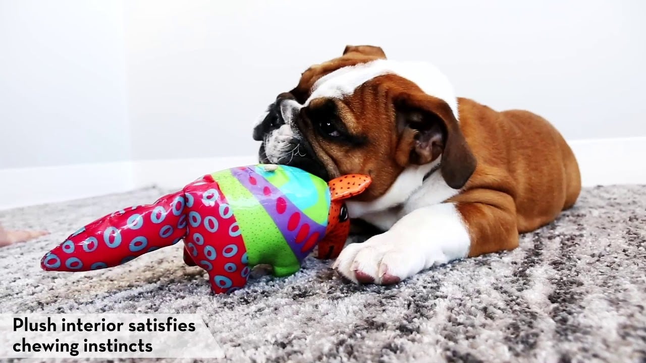 KONG Shieldz - Dog toy