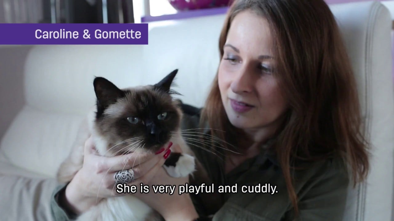 How FELIWAY CLASSIC helped Gomette to Stop Cat Scratching