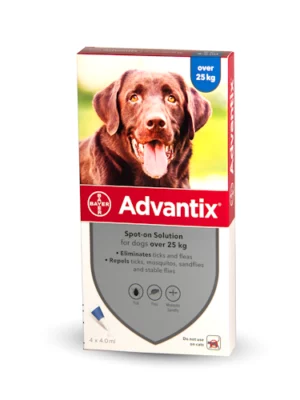 אדוונטיקס גדול