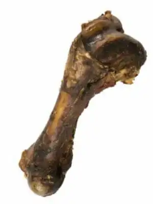 עצם פורקי ענקית דינו