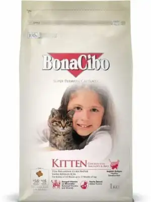 bonacibo-kitten בונאסיבו חתול קיטן