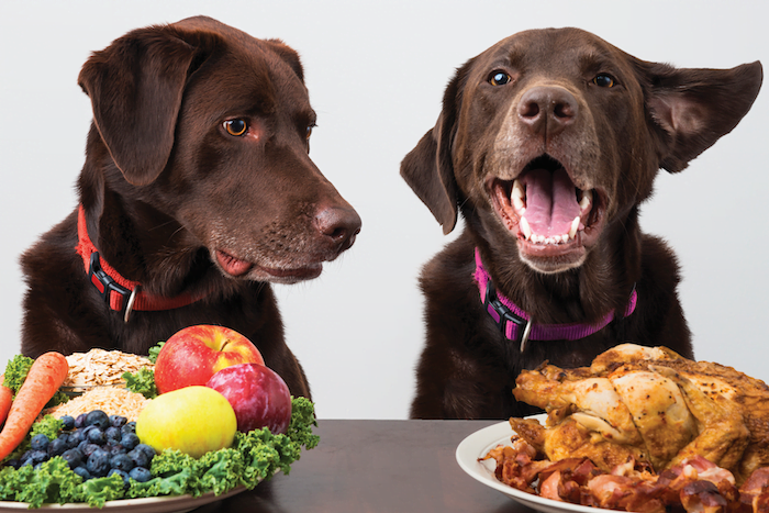 איך בוחרים מזון לכלבים?