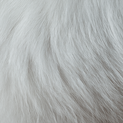 תקריב של פרוות חתול לבן, מדגיש את נוכחותן של שערות.