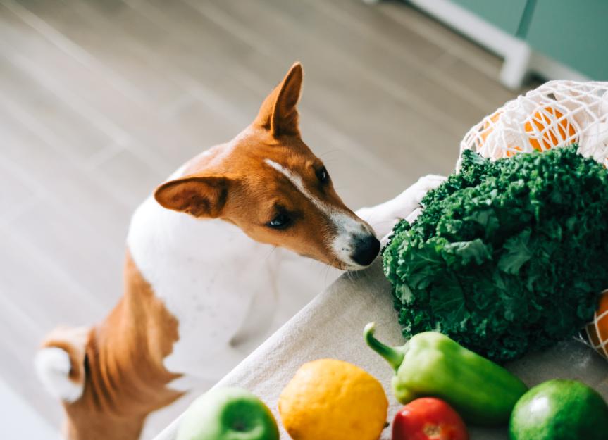 האם כלבים יכוליים לאכול ירקות?