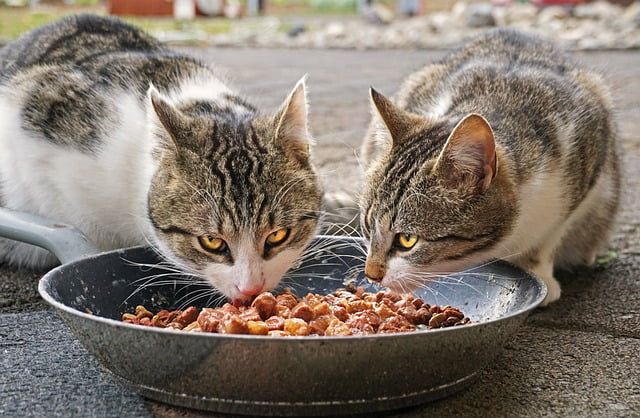 חתולים אוכלים מקערה