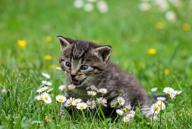 חתול אוכל דשא