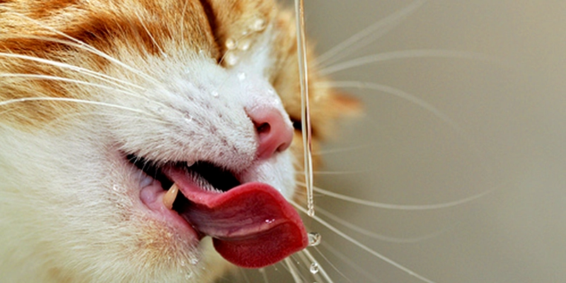 חתול שותה מים