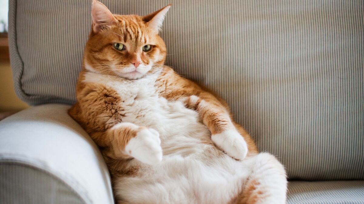 חתול שמן