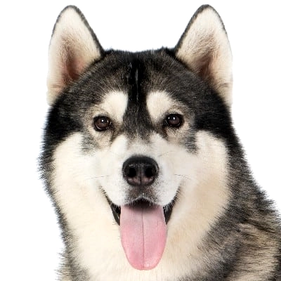 אלסקן מלמוט