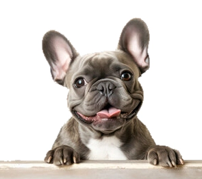 בולדוג צרפתי