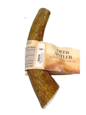 תמונה המציגה קרן אייל לכלב