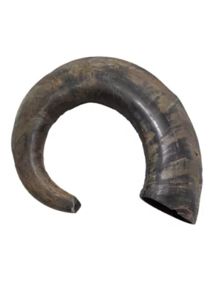 קרן באפלו לכלב