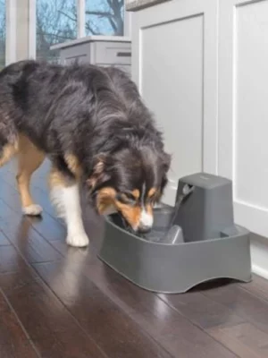 מזרקת מים לכלב ולחתול בגודל 7.5 ליטר.