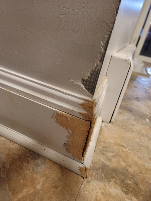 קיר שנאכל על ידי כלב