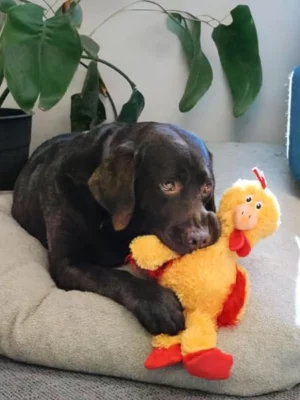 צעצוע קונג תרנגול לכלב