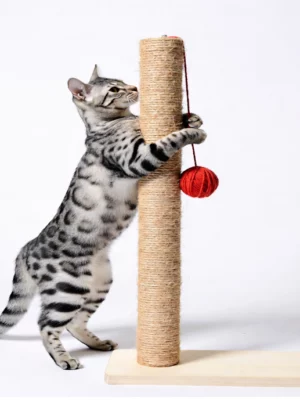 COMFORCAT חול טופו לחתולים טבעי 7 ליטר